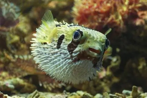 5 odličnih spremljevalcev v rezervoarju za Porcupine Pufferfish (Vodnik po združljivosti 2023)