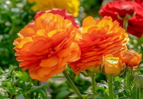 Orange Ranunculus