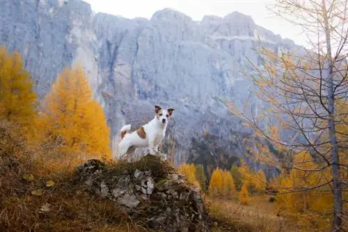 Jack Russell Terrier senderismo en las montañas