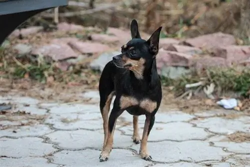 Pinscher miniatura