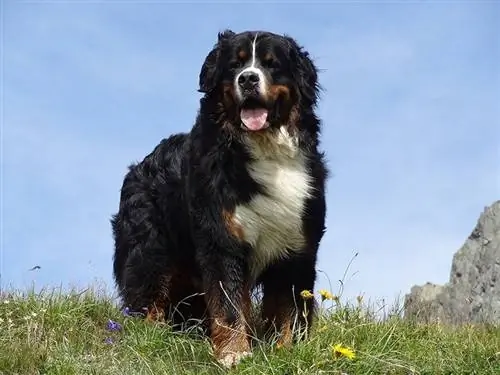 Perro de montaña de Bernese