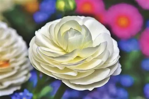 Ranunculus