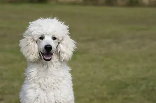 caniche estándar