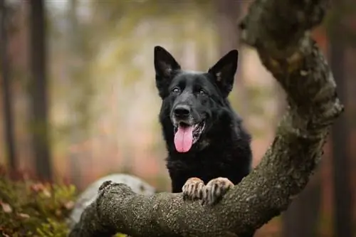 sort schæferhund i skoven