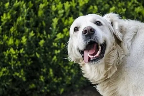 perro perdiguero de oro