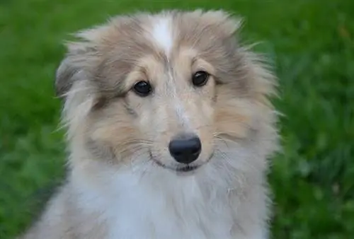 shetland sheepdog