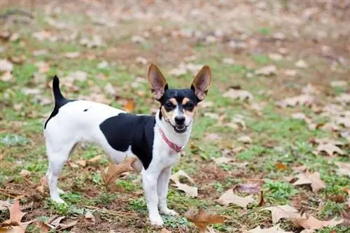 Terrier de rata sonriendo