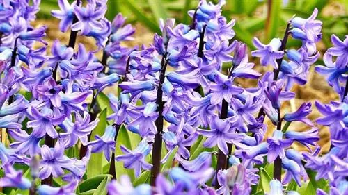 Hyacinth