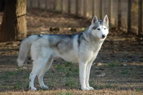 Husky siberiano de pie al aire libre