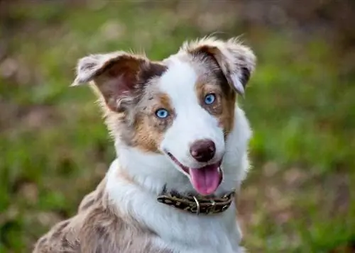 pastor australiano de ojos azules