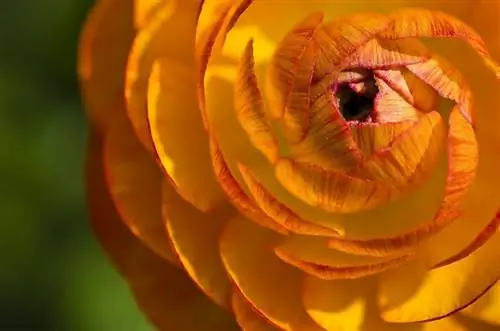 Buttercup (Ranunculus) เป็นพิษต่อแมวหรือไม่? ดูแลแมวของคุณให้ปลอดภัย