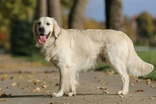 Golden retriever staande op de grond