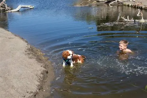 Kavaliera karaļa Čārlza spanielu peldēšana