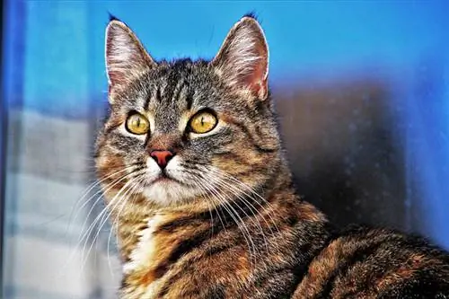 Pourquoi les chats ont-ils des fentes dans les yeux ? (Yeux verticaux)