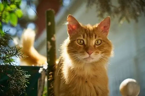 chat aux yeux bridés regardant quelque chose