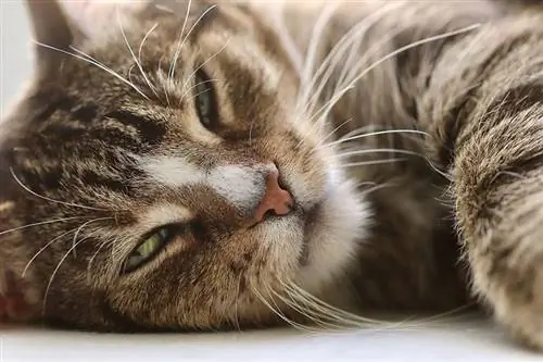 chat tigré allongé sur le sol avec les yeux à moitié fermés