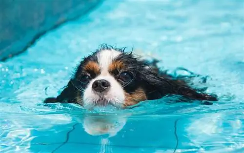 Cavalier King Charles Spaniels có thích bơi lội không? Câu trả lời đáng ngạc nhiên