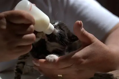 Gatinho sendo alimentado com mamadeira