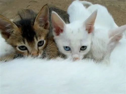 Per quanto tempo i gattini hanno bisogno del latte della madre?