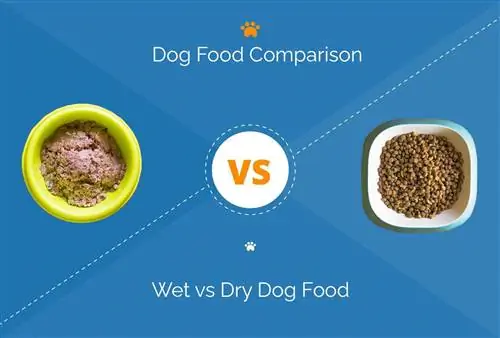 Mokré vs suché krmivo pro psy: Které vybrat pro svého psa?
