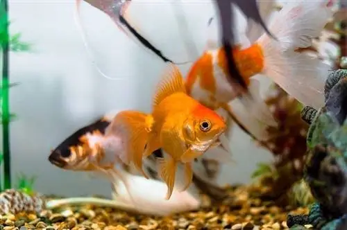 Comment configurer votre aquarium de poissons rouges en 7 étapes (avec images)