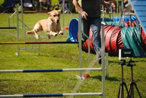 šuo agility treniruotėse