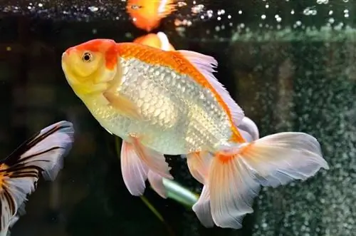 Goldfish-swimming-in-the-aquarium_Japan-Fireworks_shutterstock