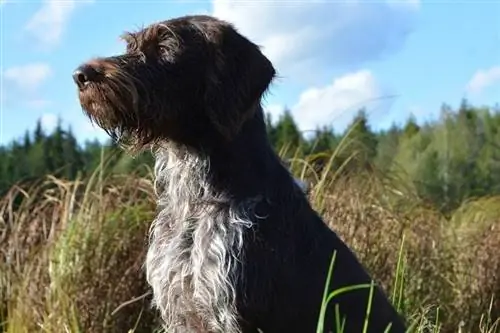 nemški wirehaired pointer stranski profil