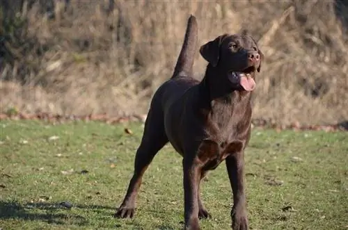 një qen Labrador Retriever që qëndron jashtë