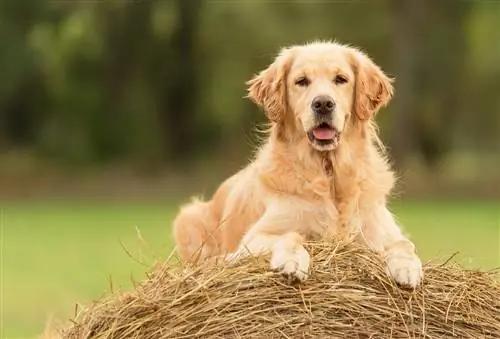 qeni i artë retriever pushon në b altën e barit