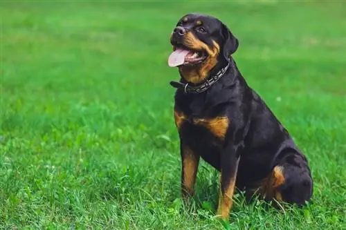 Qeni Rottweiler në park