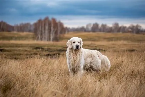 pes labradorec, ki stoji na dolgi travi