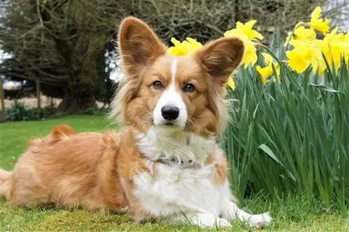 ζακέτα Welsh corgi στον κήπο