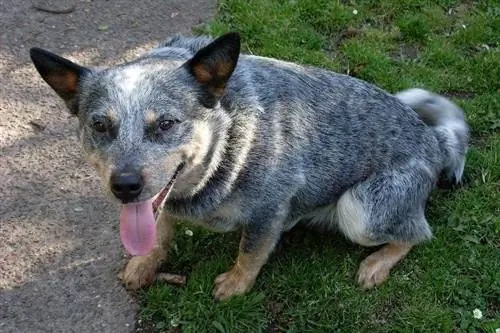 chien à talon bleu