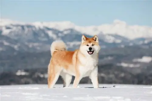 chien akita dans la neige