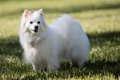 Chien esquimau américain debout sur l'herbe