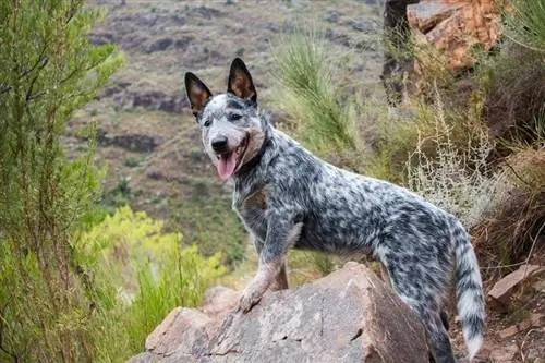 3 Australian Cattle Dog Colors & Markeringer (Med bilder)