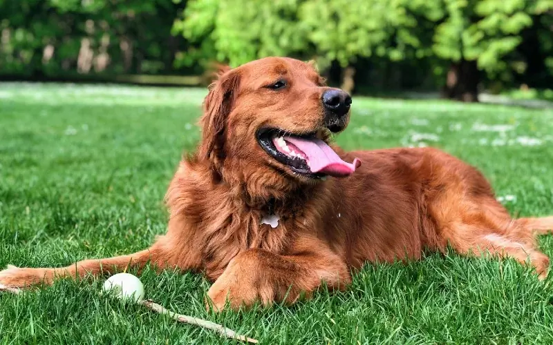 golden retriever med et hundelegetøj på græsklædt park