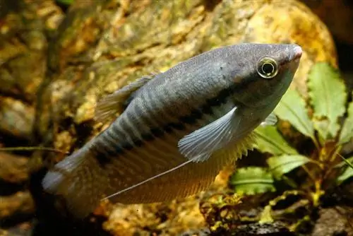 Gourami en peau de serpent