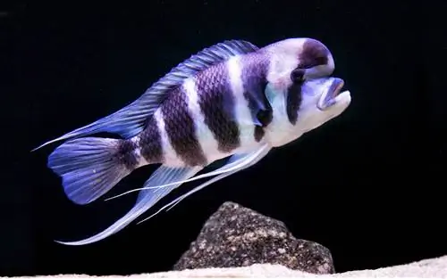 Cyphotilapia Frontosa на черен фон