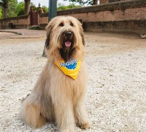 Sciarpa per cagnolini con pedigree