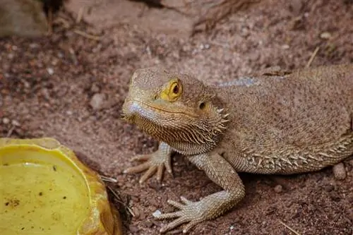 um dragão barbudo ao lado de sua tigela de alimentação