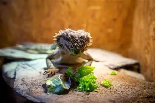 dragão barbudo em um terrário comendo legumes