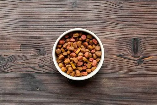 comida seca para perros en un bol