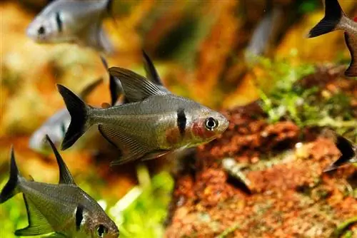 melna fantoma tetra