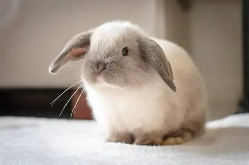 Mini Lop conill a casa