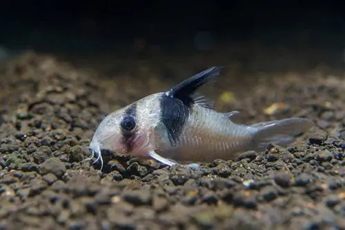 pesce gatto panda