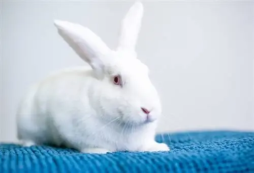 conejo americano blanco