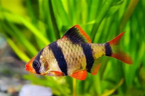 Tiger barb