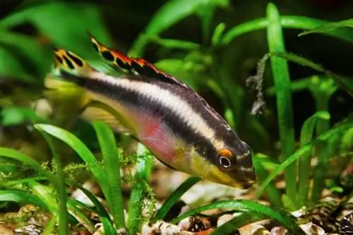 Отургузулган аквариумдагы Kribensis cichlid